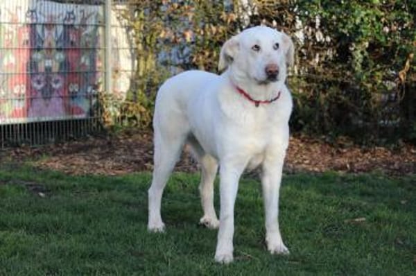 Niebla  wenn Sanftmut riesengroß ist