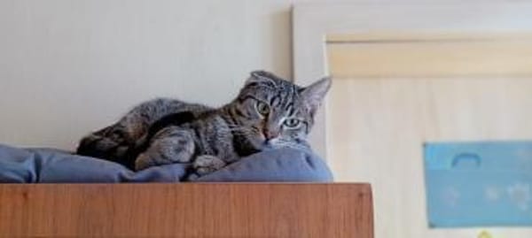 Unser entzückender Traumkater Moritz