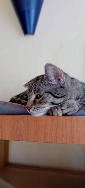 Unser entzückender Traumkater Moritz