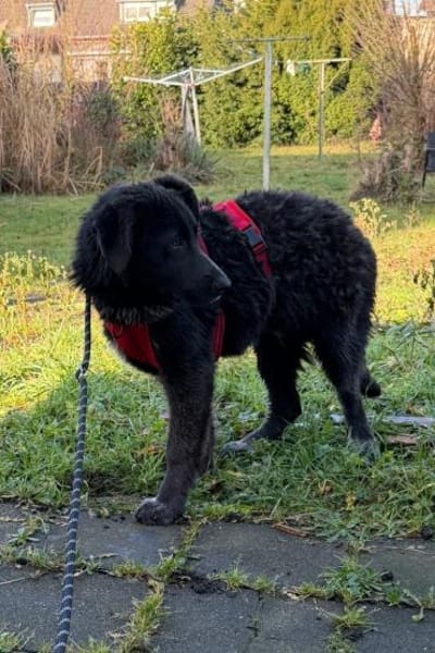 Schäfi-Mix-Schnute Jasper 50127 Bergheim