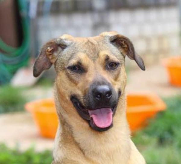 Campo auf Pflegestelle in Hessen