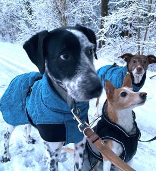 Bronco2 sucht einen Gnadenplatz