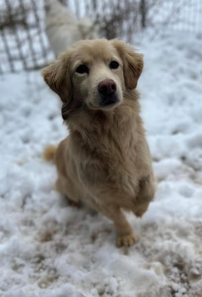 Milo - geb. 4/2023 - ca. 36 cm