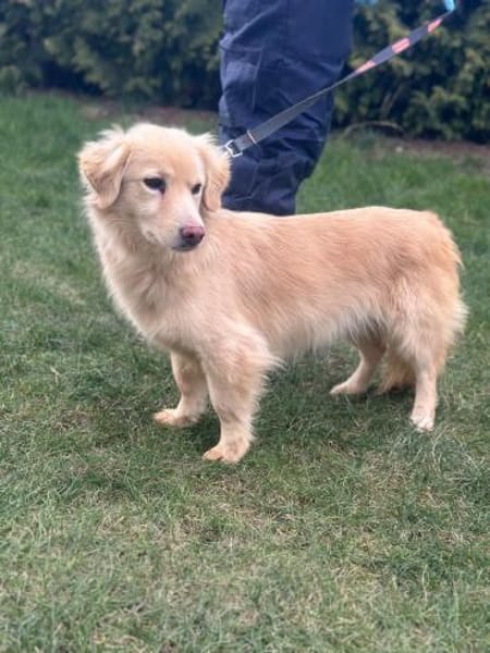 Milo - geb. 4/2023 - ca. 36 cm