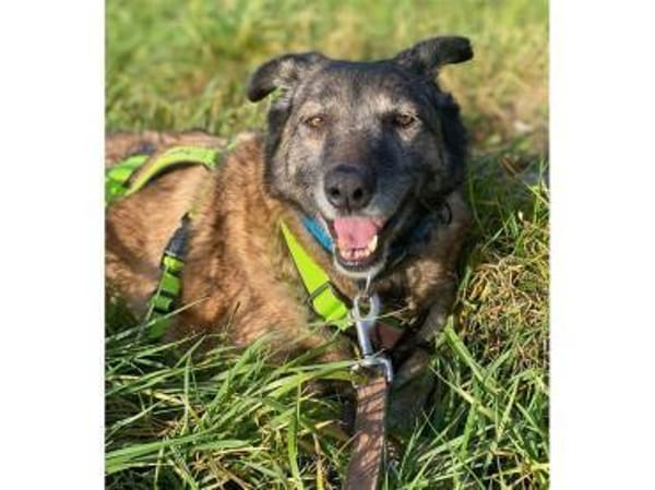 Camina - wartet in 91489 Wilhelmsdorf