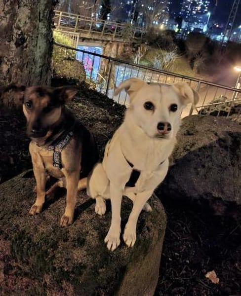 Snowy - Charakter trifft Schönheit