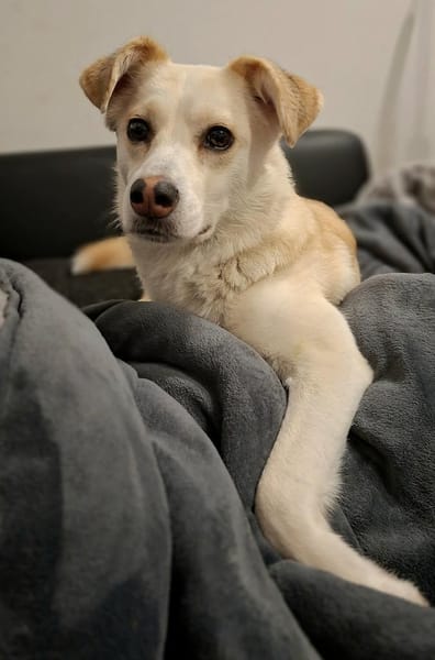 Snowy - Charakter trifft Schönheit