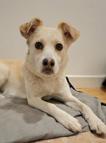 Snowy - Charakter trifft Schönheit