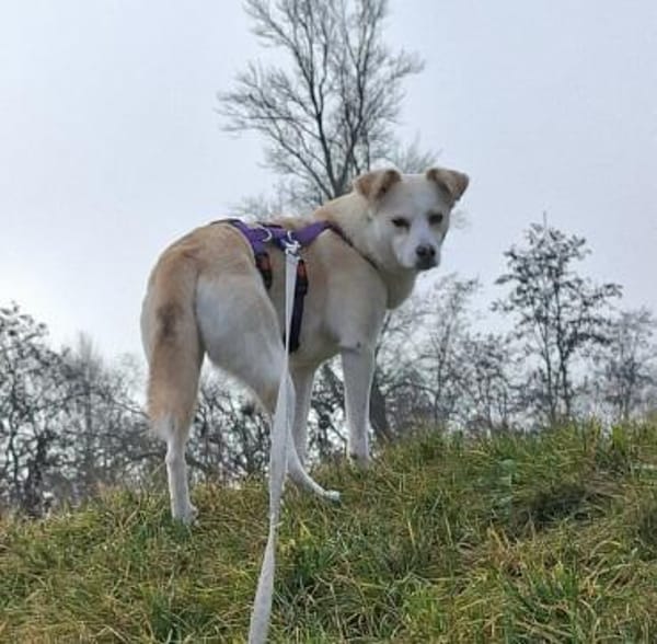 Snowy - Charakter trifft Schönheit