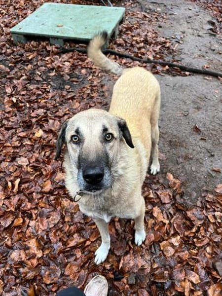 Aman (Fikret) wartet schon lange