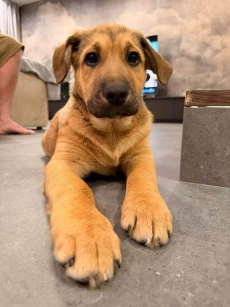 Ringo sanfter Riese 4-5 mon.