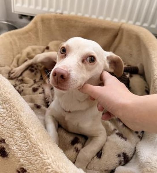 Newton, geb. ca. 01/2025, 48201 Telgte