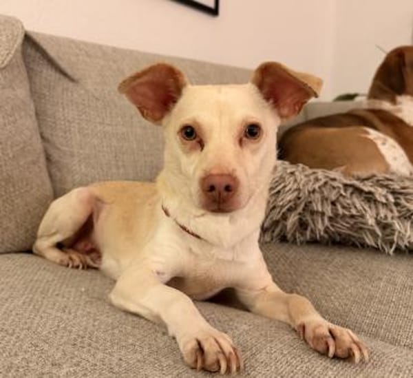 Newton, geb. ca. 01/2025, 48201 Telgte