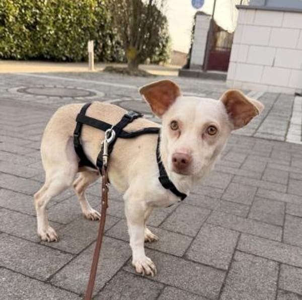 Newton, geb. ca. 01/2025, 48201 Telgte