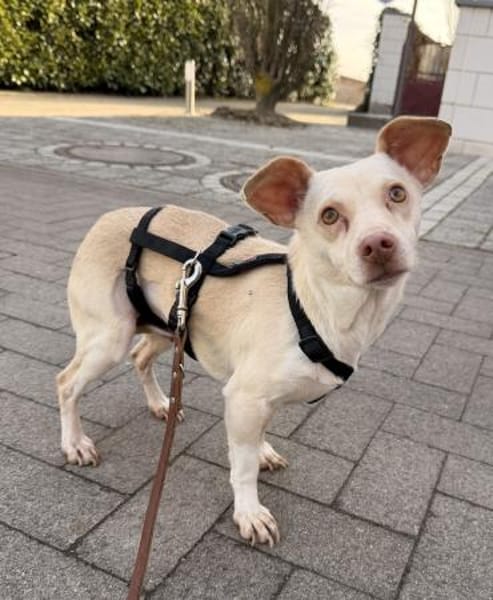 Newton, geb. ca. 01/2025, 48201 Telgte