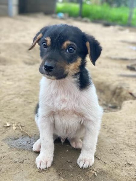 Caien, geb. ca. 10/2025, 49176 Hilter