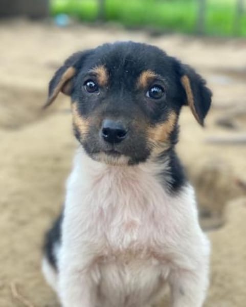 Caien, geb. ca. 10/2025, 49176 Hilter