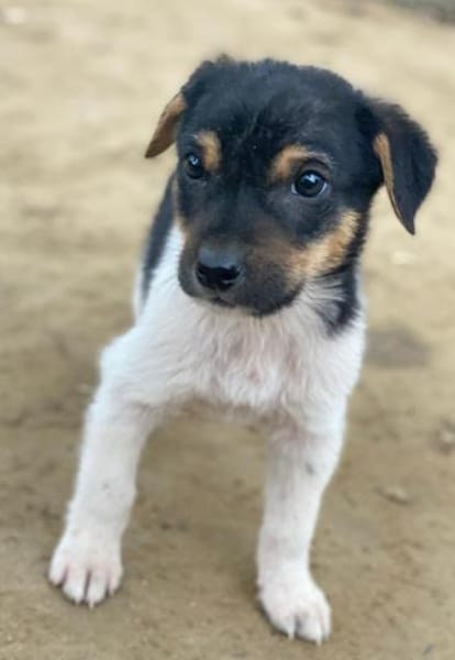 Caien, geb. ca. 10/2025, 49176 Hilter