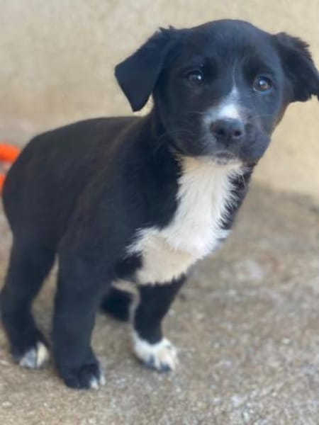 Peach, geb. ca. 10/2025, 44801 Bochum