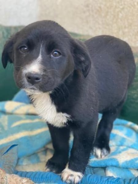 Peach, geb. ca. 10/2025, 44801 Bochum