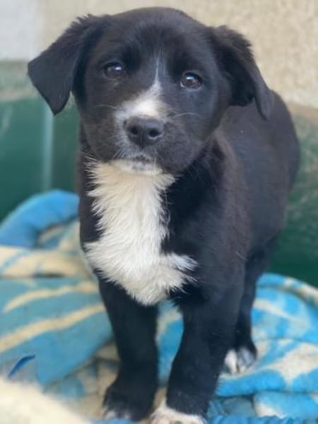 Peach, geb. ca. 10/2025, 44801 Bochum