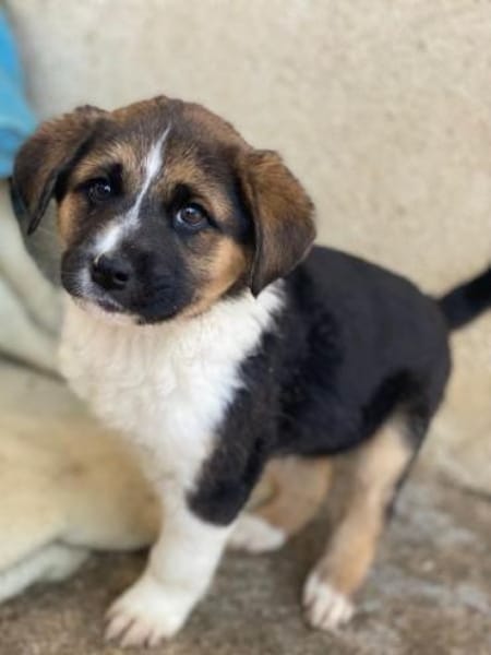 Boreas, geb. 10/2025, 69151 Neckargemünd