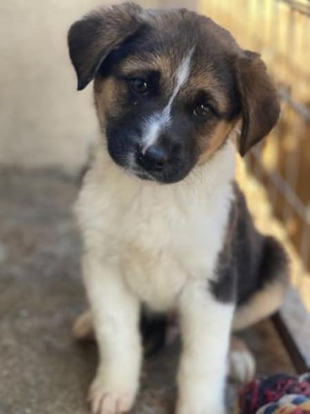 Boreas, geb. 10/2025, 69151 Neckargemünd