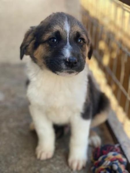 Boreas, geb. 10/2025, 69151 Neckargemünd