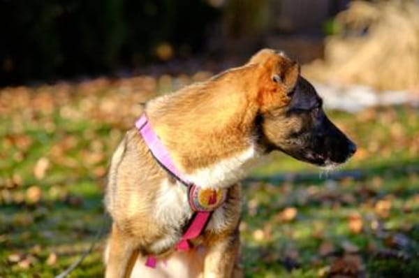 Unser Sternchen ist Sterretje