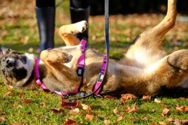 Unser Sternchen ist Sterretje