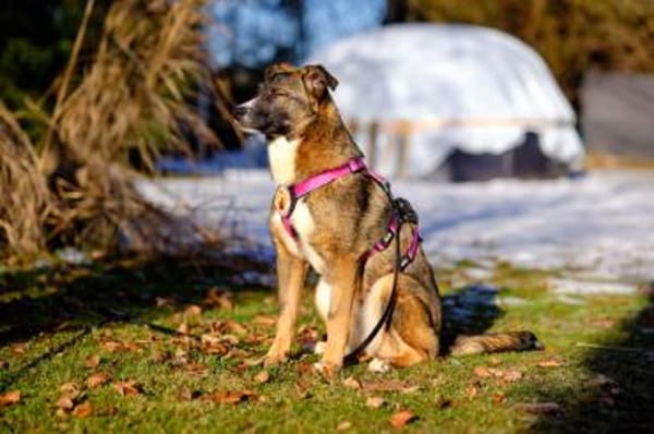 Unser Sternchen ist Sterretje