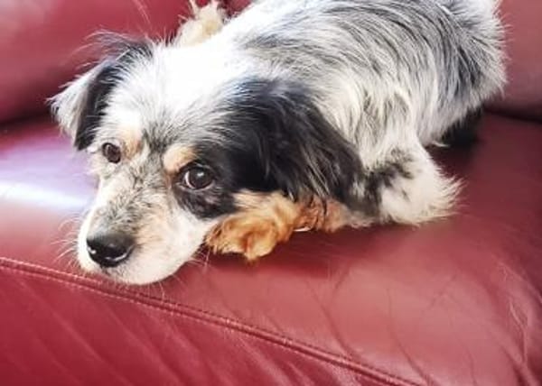 Riley ist sehr menschenbezogen