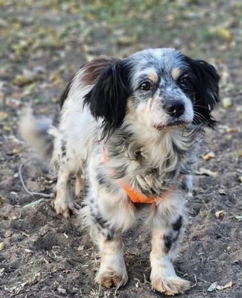 Riley ist sehr menschenbezogen