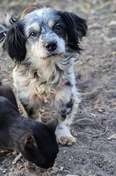 Riley ist sehr menschenbezogen