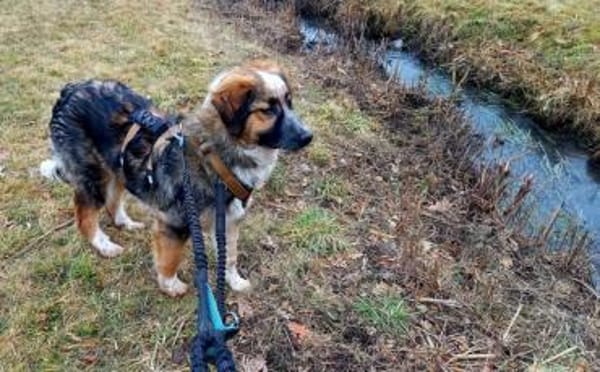 Schenkst du Audrey dein Herz?