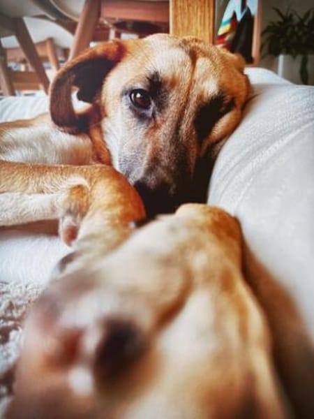 Umar (zur Pflege in 65346 Eltville am R)