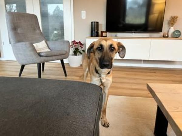 Umar (zur Pflege in 65346 Eltville am R)