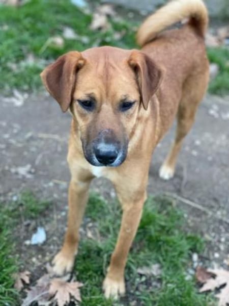 Hunter, geb. ca 02/2025, 60528 Frankfurt