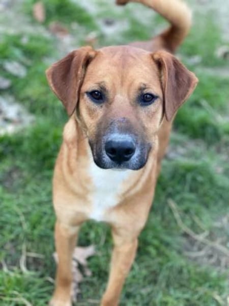 Hunter, geb. ca 02/2025, 60528 Frankfurt