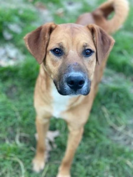 Hunter, geb. ca 02/2025, 60528 Frankfurt