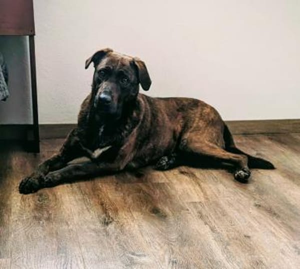 Freundliche Dotti sucht dich