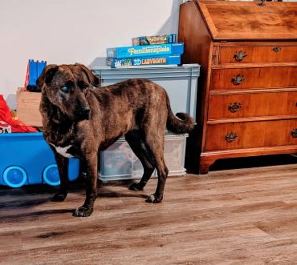 Freundliche Dotti sucht dich