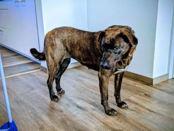 Freundliche Dotti sucht dich