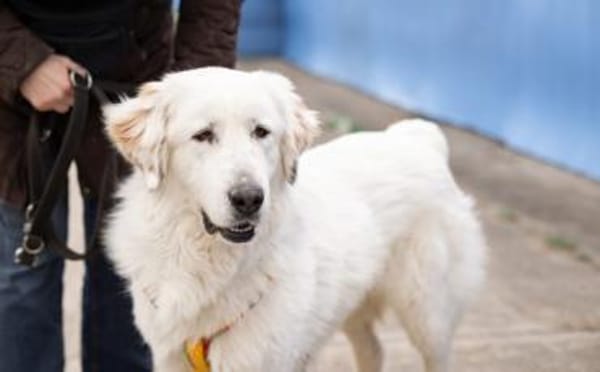 Hallo, ich bin Bahar & suche ein Zuhause