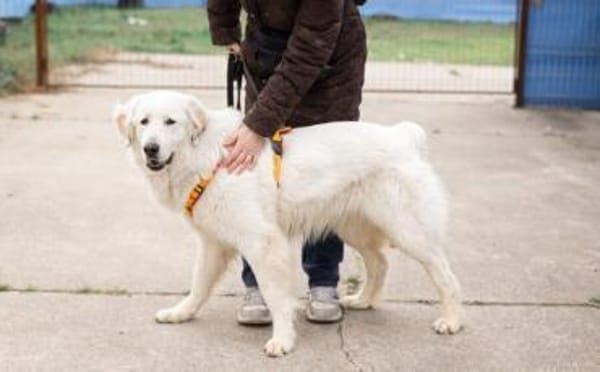 Hallo, ich bin Bahar & suche ein Zuhause