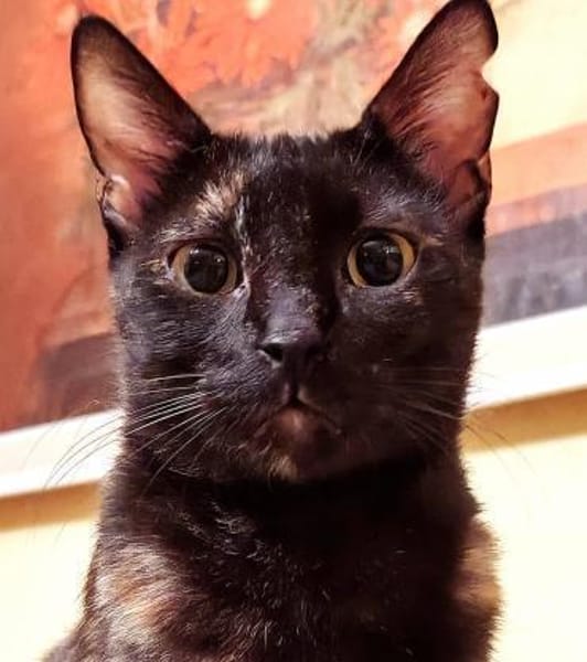 Nora sucht ihr Glück