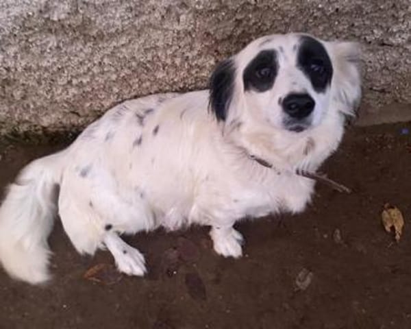 Marabou, geb. ca 12/2023, 21244 Buchholz