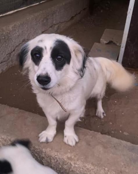 Marabou, geb. ca 12/2023, 21244 Buchholz