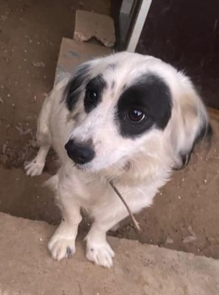 Marabou, geb. ca 12/2023, 21244 Buchholz