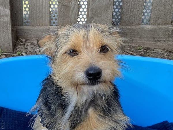 HOURA ( en cours d'adoption)